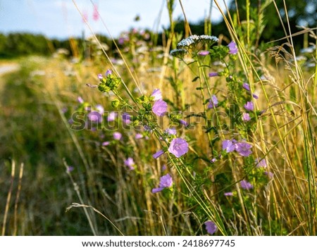 Close-up high resolution photo of field flowers. Wildflower and spring themed wallpapers and backgrounds