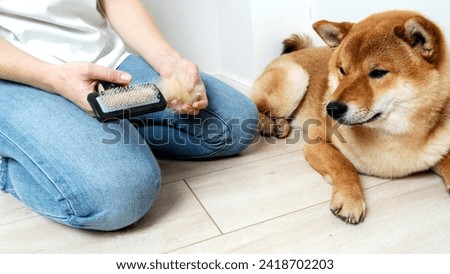 the owner combs the dog's fur. High quality photo
