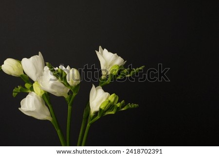 Nice white freesia flowers on black background