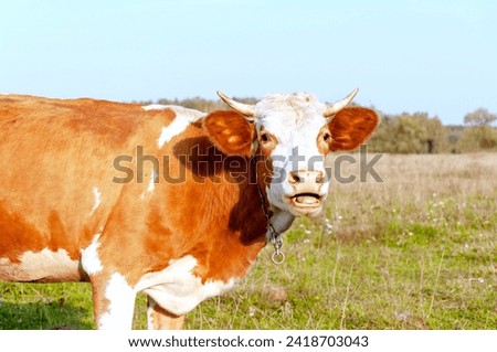 a red cow in a green meadow. High quality photo