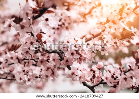Blooming branches of pink cherry on a background of blue sky, selective focus. Natural flowering background