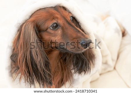 Dog dachshund wrapped in the white cozy blanket close up.  Cozy and Comfy. Comfort, hygge concept.  Royalty-Free Stock Photo #2418710341