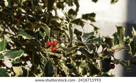 Common holly (Ilex aquifolium), female plant leaves and red berries. Close up view. Late winter shots
