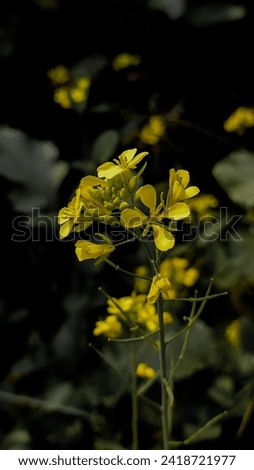 Mastard oil flower stock image