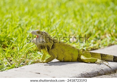 Green iguana screaming on the street Aruba