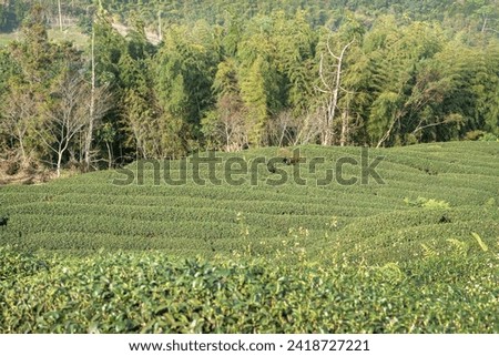Close up of beautiful green tea crop garden rows scene, design concept for the fresh natural tea product.