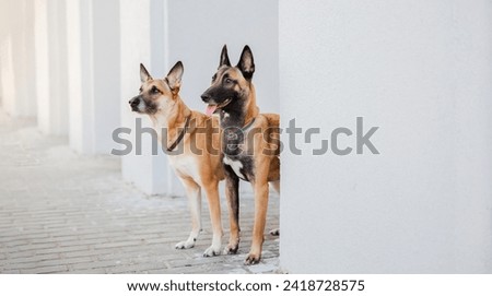 Belgian Malinois Dogs. Two Shepherd Dogs Peeking Behind the Wall