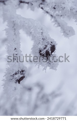red rose hips covered with frost on a white background of snow in the forest