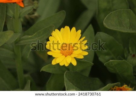 Closeup of a Pot Marigold Flower.