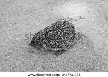 Photography on theme beautiful prickly little hedgehog goes into dense wild forest, photo consisting of prickly baby hedgehog outdoor in rural, prickly small hedgehog running fast on dark big car road