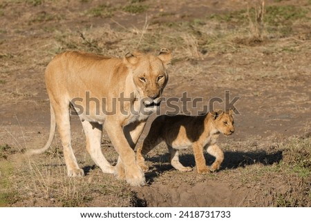 lioness with a cub in Maasai Mara NP