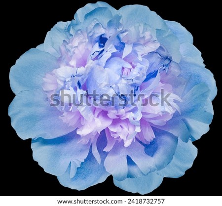 Peony flower  on  black isolated background with clipping path. Closeup. For design. Nature.                            
