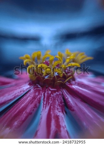 Close up blooming pink flower in the water