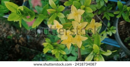 yellow ixora flowers in the garden with green leaves and red ixora flowers fresh in sunny day, bunga soka kuning Asia