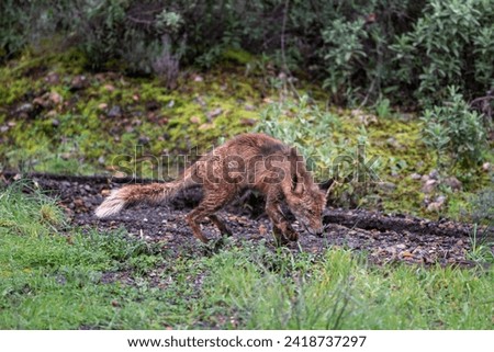 Beautiful portrait of a young red fox sniffs the ground in search of traces of food with vegetation and grass around in the Sierra Morena, Andalusia, Spain, Europe