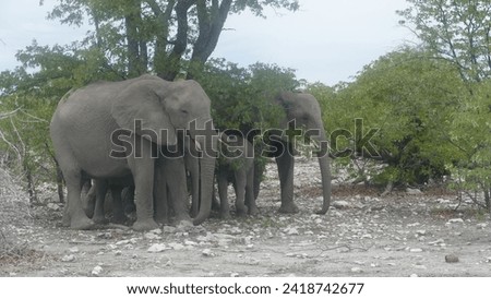 Herd of African bush elephants with cows and offspring cooling off under tree in Etosha National park near Olifantsbad Waterhole in Namibia