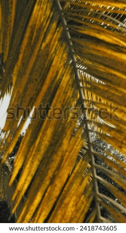 Palm leaf texture closeup. Nature abstract background