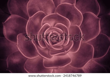 Succulent Rock Rose plant close up, top view. Pink colored Echeveria elegans, Mexican snowball, rose. Floral background. Flowering. Rosette. echeveria texensis rosea Royalty-Free Stock Photo #2418746789