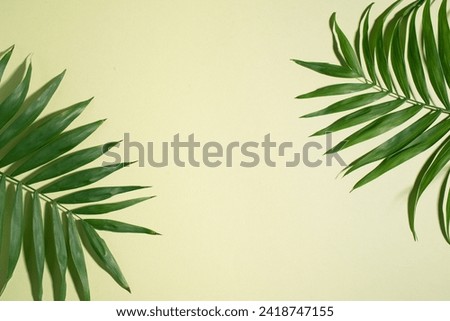 Palm Leaves on green pastel background, copy space, flat lay. Design border with green palm leaves.