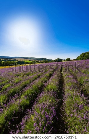 Lavender field in Fromhausen near Detmold Germany. Tourist attraction on a sunny summer day. Colorful Lavandula angustifolia with violet, lilac flowers used as herbal medicine and fragrance oil.