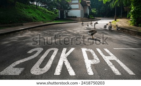 Family of ducks crossing a street at twenty kilometers per hour
