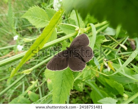 Close-up shot of the ringlet (Aphantopus hyperantus) in summer. Medium-sized butterfly, upper and lower sides are brown with small, yellowish eyespots Royalty-Free Stock Photo #2418751481