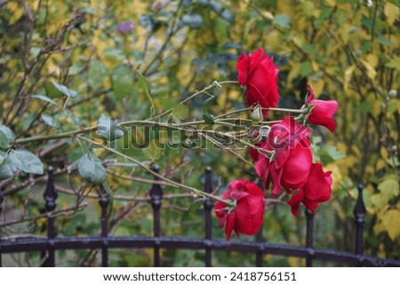 A rose bush with pink-red flowers blooms near a gray metal fence in September. Rose is a woody perennial flowering plant of the genus Rosa, in the family Rosaceae. Berlin, Germany
