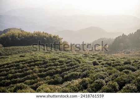 Tea plantation in Moganshan, China. Moganshan white tea is among the most famous and aromatic teas in China