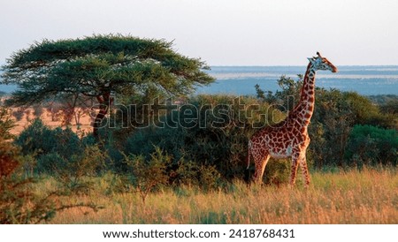 Walking giraffe in Serengeti evening Royalty-Free Stock Photo #2418768431