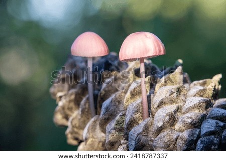 Mycena rosella, commonly known as the pink bonnet,[1] is a species of mushroom in the family Mycenaceae. On this picture it grown on a pinecone. 