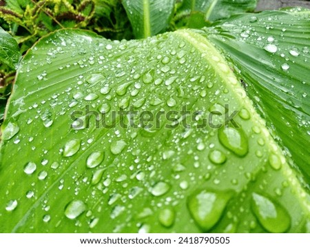 Water droplets on banana leaves after rain falls