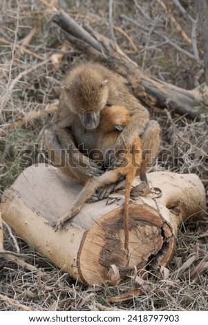 baboon nursing her baby in the savanna
