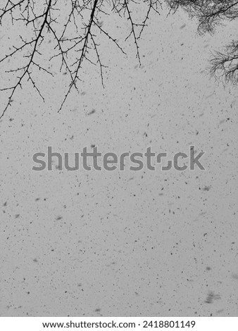 large flakes of snow from the sky Royalty-Free Stock Photo #2418801149