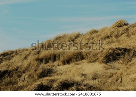 a windy day on dunes