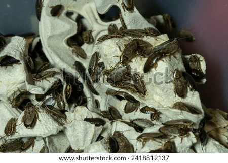 Crickets, Insects, Cardboard, Egg carton, Breeding, Entomology, Feeder insects, Close-up, Macro, Crawling, Brown, Texture, Antennae, Wings, Arthropods, Container, Agriculture, Organic, Protein source, Royalty-Free Stock Photo #2418812137