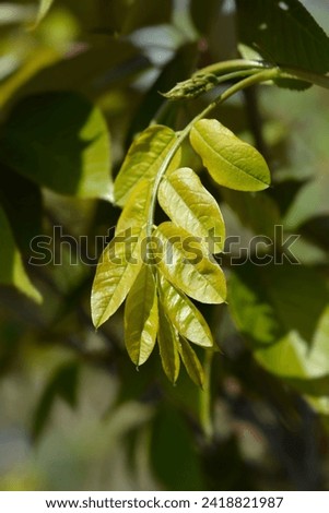 Robinia Pink Cascade branch with new leaves - Latin name - Robinia x margaretta Casque Rouge Royalty-Free Stock Photo #2418821987