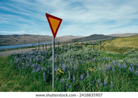 Yield sign in Iceland, by lots of lupine in the summer