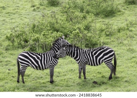Zebra in Serengeti savanna - National Park in Tanzania, Africa, panoramic of wild life