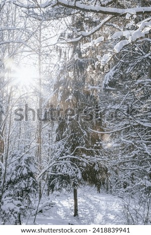 Winter Cold White Snow Forest Landscape Lithuania Baltic Nature
