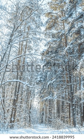Winter wonderland in Lithuania. Baltic Nature. Baltic Winter. Vilnius
