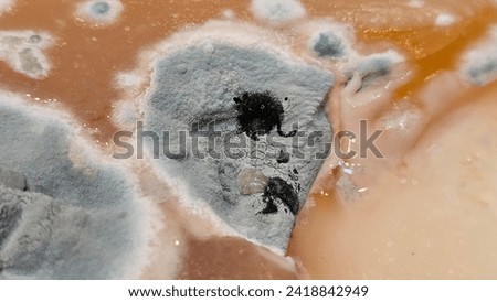 Mold Spore Cultures in Platic Container Fridge Food Leftovers Refrigerator Science Experiment Royalty-Free Stock Photo #2418842949