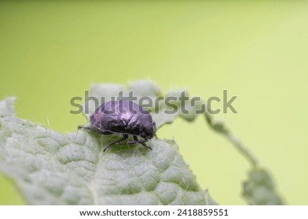 Stinkbug nymph in the wild state  Royalty-Free Stock Photo #2418859551