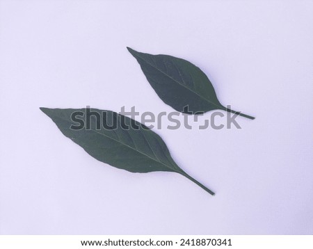 Large chili leaves isolated on white background.