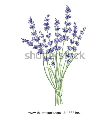 Lavender flowers bunch purple, watercolor illustration. Isolated hand drawn Provence floral bouquet. Botanical drawing template for card, printing packaging or tableware, textile, sticker, embroidery