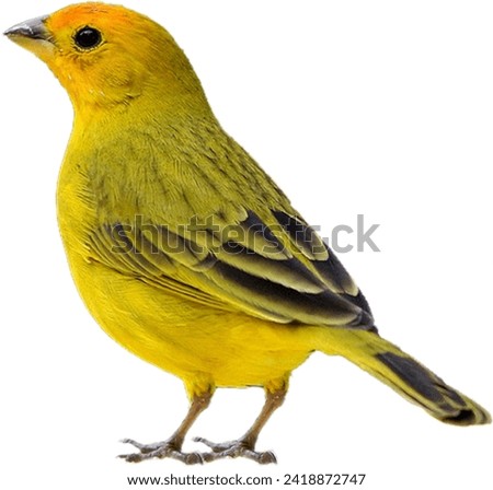 Quality Bird Photograph, can be used in websites and print media. Royalty-Free Stock Photo #2418872747
