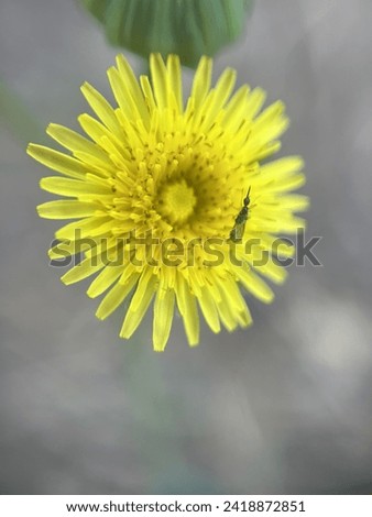 close up picture of Dandelion flower.
