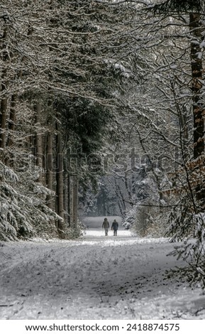 walking in the snow forrest
