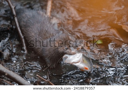 American Mink with a big perch fish head in its mouth Royalty-Free Stock Photo #2418879357