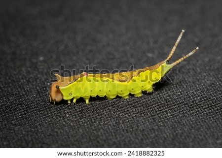 yellow caterpillar Cerura vinula from Puss moth Royalty-Free Stock Photo #2418882325