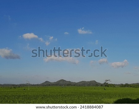 expansive views of green rice fields and farms against a clear sky 
